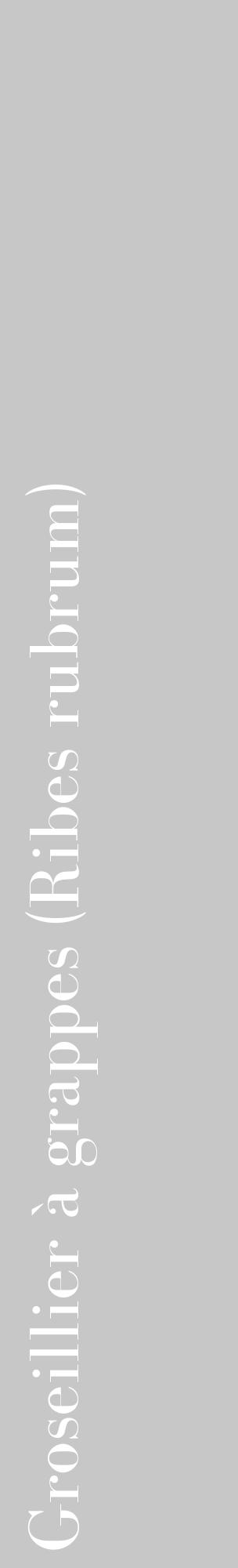 Étiquette de : Ribes rubrum - format c - style blanche15_basique_basiquebod avec comestibilité - position verticale