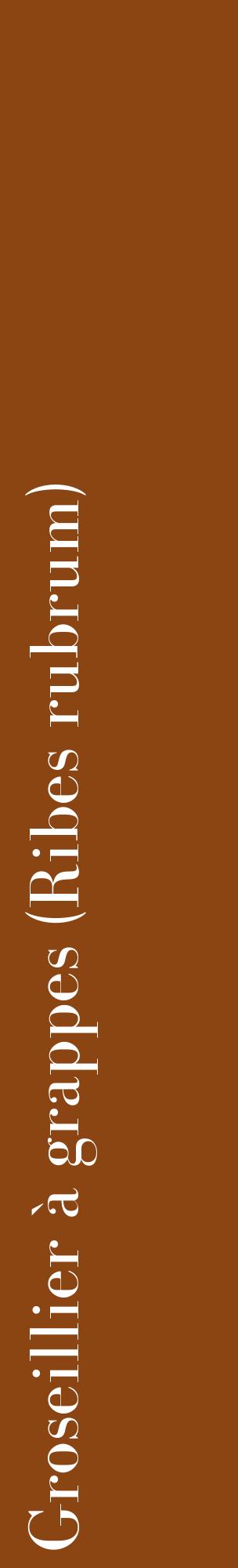 Étiquette de : Ribes rubrum - format c - style blanche30_basiquebod avec comestibilité
