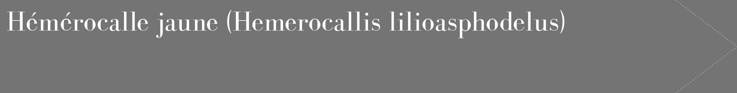 Étiquette de : Hemerocallis lilioasphodelus - format c - style blanche26_simple_simplebod avec comestibilité