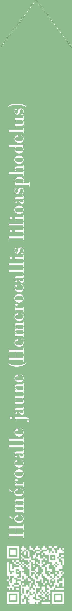 Étiquette de : Hemerocallis lilioasphodelus - format c - style blanche13_simplebod avec qrcode et comestibilité