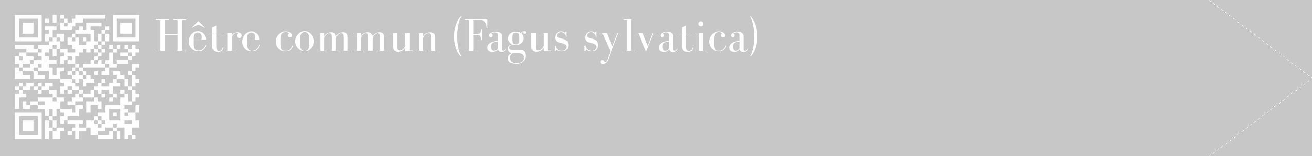Étiquette de : Fagus sylvatica - format c - style blanche15_simple_simplebod avec qrcode et comestibilité