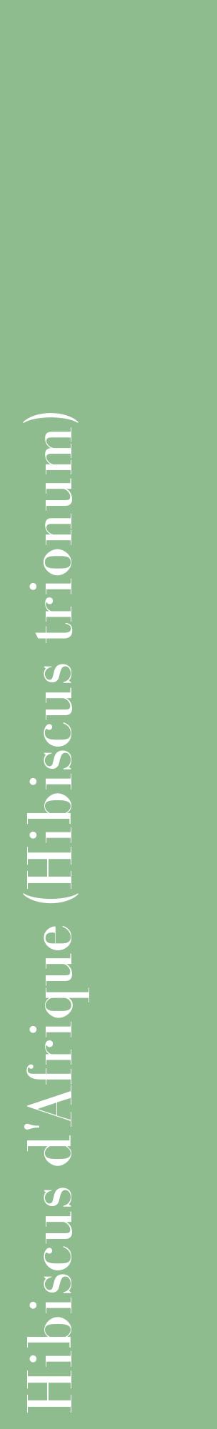 Étiquette de : Hibiscus trionum - format c - style blanche13_basiquebod avec comestibilité
