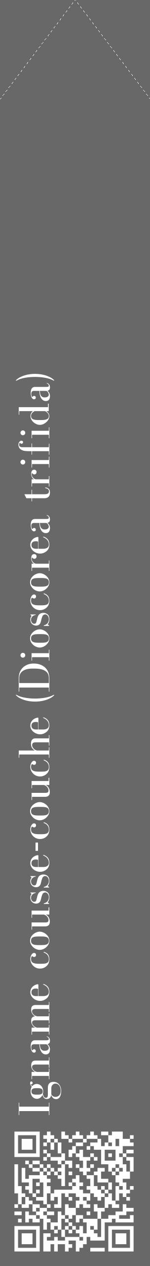Étiquette de : Dioscorea trifida - format c - style blanche43_simple_simplebod avec qrcode et comestibilité - position verticale