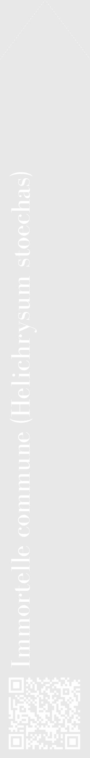 Étiquette de : Helichrysum stoechas - format c - style blanche55_simple_simplebod avec qrcode et comestibilité - position verticale