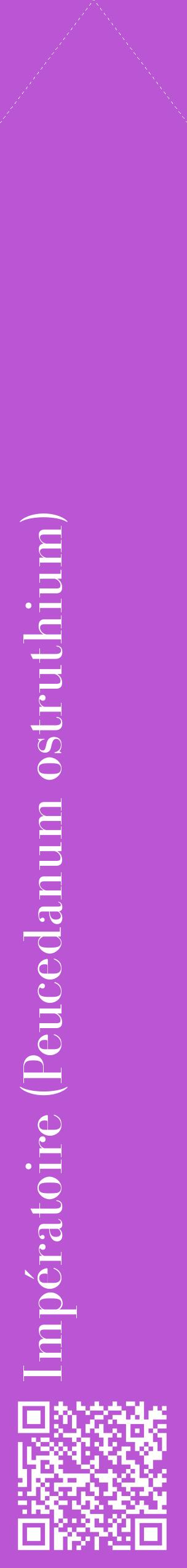 Étiquette de : Peucedanum ostruthium - format c - style blanche50_simplebod avec qrcode et comestibilité