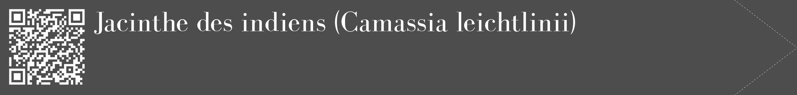 Étiquette de : Camassia leichtlinii - format c - style blanche28_simple_simplebod avec qrcode et comestibilité