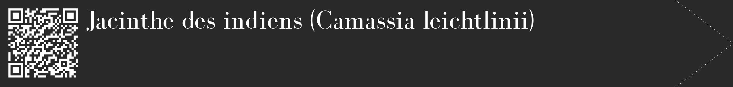 Étiquette de : Camassia leichtlinii - format c - style blanche34_simple_simplebod avec qrcode et comestibilité