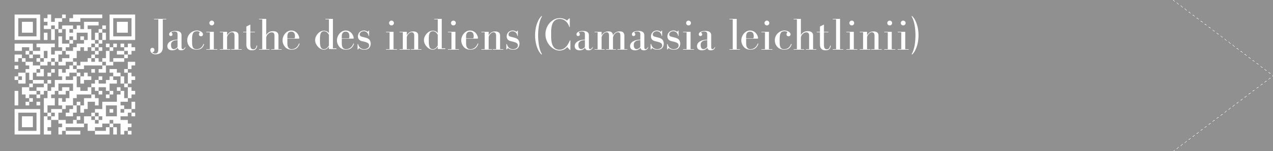 Étiquette de : Camassia leichtlinii - format c - style blanche4_simple_simplebod avec qrcode et comestibilité