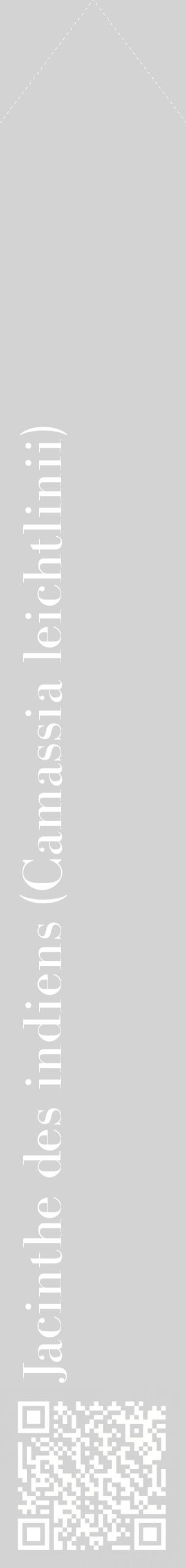 Étiquette de : Camassia leichtlinii - format c - style blanche56_simplebod avec qrcode et comestibilité