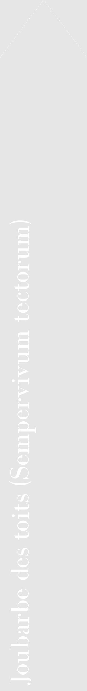 Étiquette de : Sempervivum tectorum - format c - style blanche18_simple_simplebod avec comestibilité - position verticale