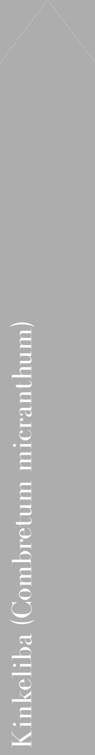 Étiquette de : Combretum micranthum - format c - style blanche22_simple_simplebod avec comestibilité - position verticale