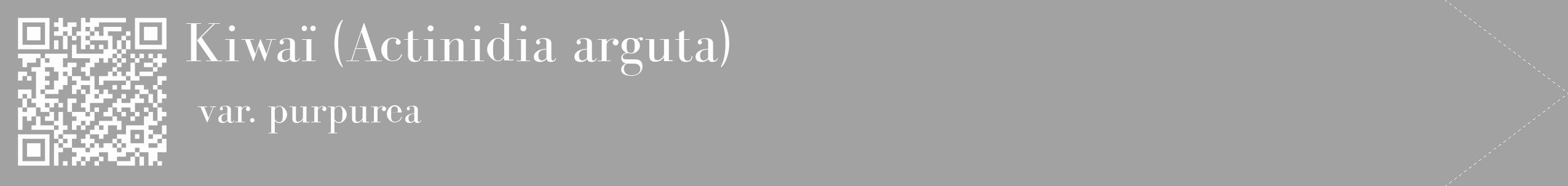 Étiquette de : Actinidia arguta var. purpurea - format c - style blanche38_simple_simplebod avec qrcode et comestibilité