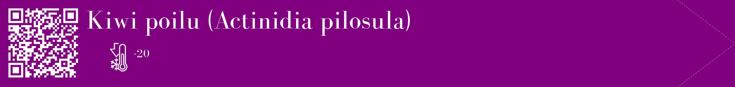 Étiquette de : Actinidia pilosula - format c - style blanche46_simple_simplebod avec qrcode et comestibilité