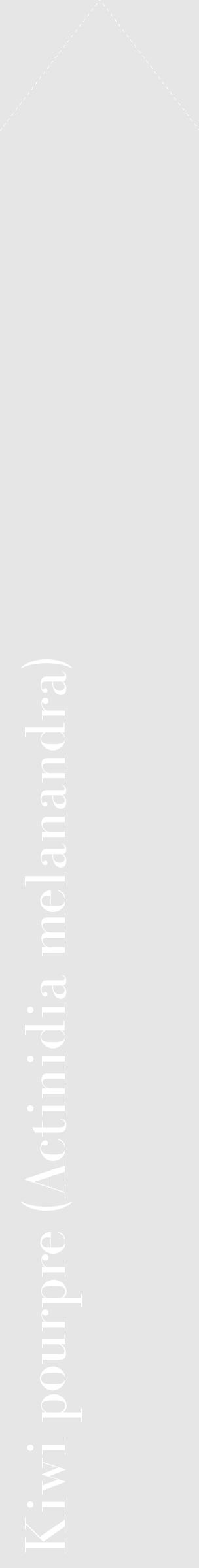 Étiquette de : Actinidia melanandra - format c - style blanche18_simple_simplebod avec comestibilité - position verticale