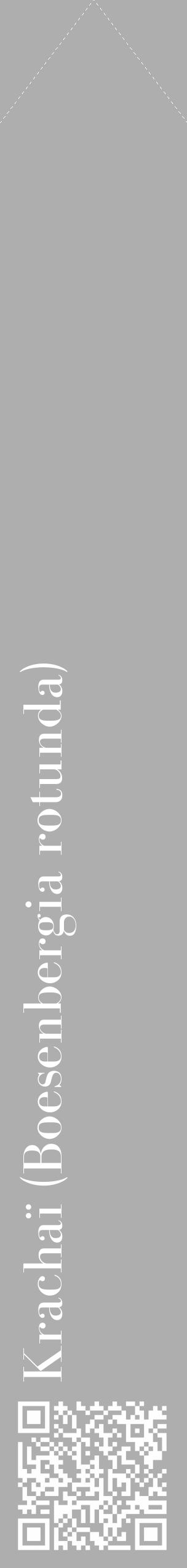 Étiquette de : Boesenbergia rotunda - format c - style blanche53_simple_simplebod avec qrcode et comestibilité - position verticale