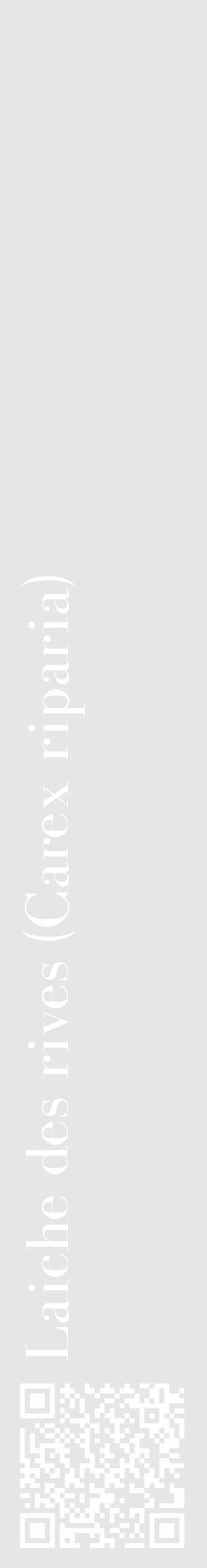 Étiquette de : Carex riparia - format c - style blanche18_basique_basiquebod avec qrcode et comestibilité - position verticale