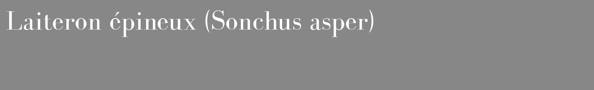 Étiquette de : Sonchus asper - format c - style blanche12_basique_basiquebod avec comestibilité