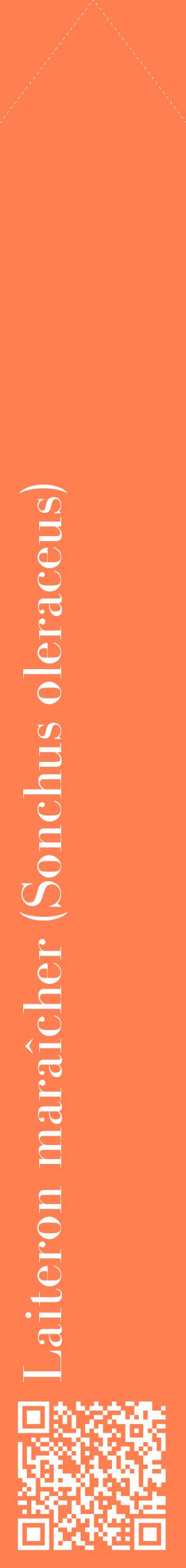 Étiquette de : Sonchus oleraceus - format c - style blanche24_simplebod avec qrcode et comestibilité