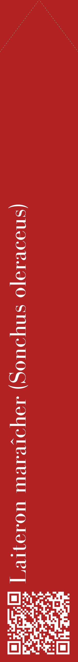 Étiquette de : Sonchus oleraceus - format c - style blanche28_simplebod avec qrcode et comestibilité