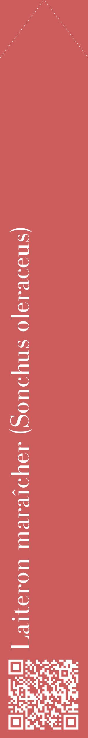 Étiquette de : Sonchus oleraceus - format c - style blanche35_simplebod avec qrcode et comestibilité