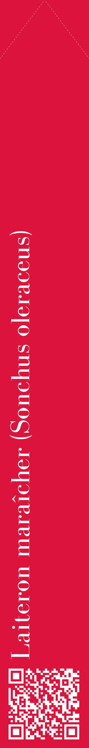 Étiquette de : Sonchus oleraceus - format c - style blanche36_simplebod avec qrcode et comestibilité