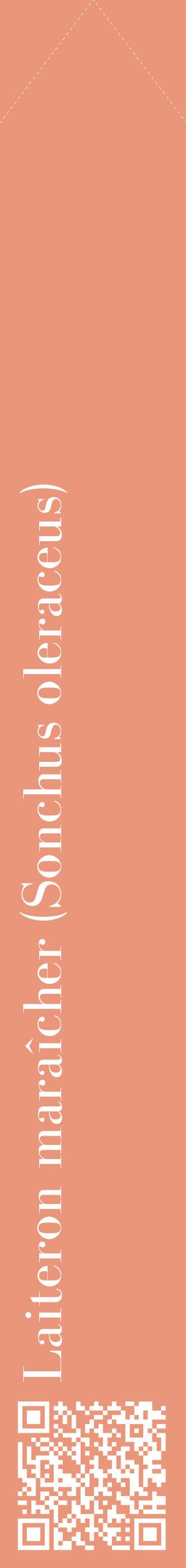 Étiquette de : Sonchus oleraceus - format c - style blanche37_simplebod avec qrcode et comestibilité
