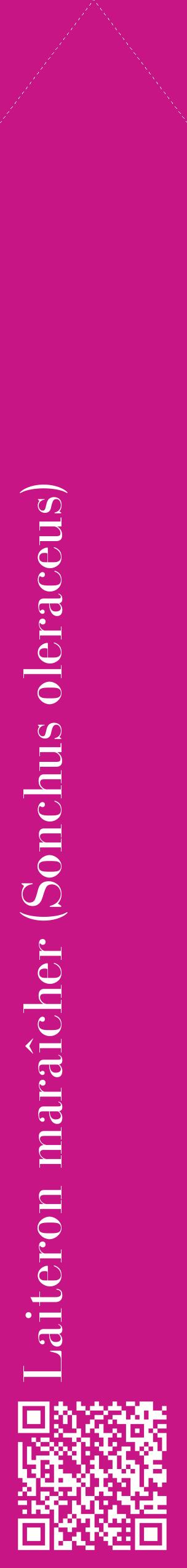 Étiquette de : Sonchus oleraceus - format c - style blanche45_simplebod avec qrcode et comestibilité