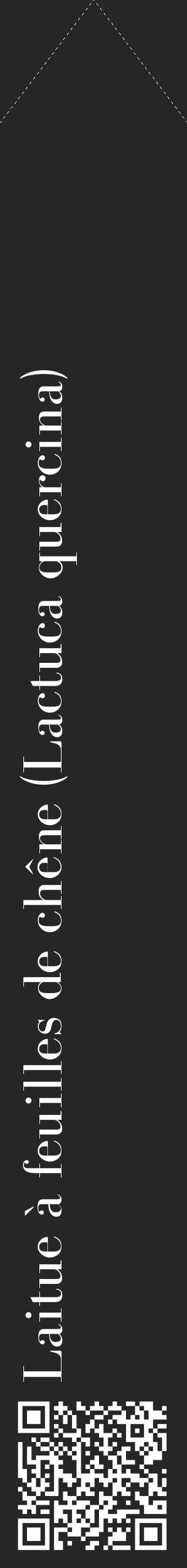 Étiquette de : Lactuca quercina - format c - style blanche29_simple_simplebod avec qrcode et comestibilité - position verticale