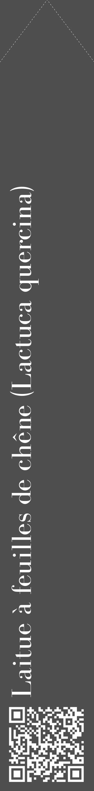 Étiquette de : Lactuca quercina - format c - style blanche33_simple_simplebod avec qrcode et comestibilité - position verticale