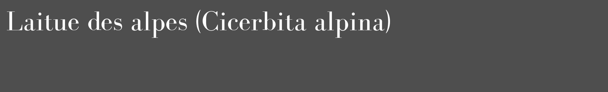 Étiquette de : Cicerbita alpina - format c - style blanche33_basique_basiquebod avec comestibilité