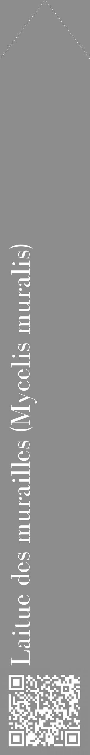 Étiquette de : Mycelis muralis - format c - style blanche2_simple_simplebod avec qrcode et comestibilité - position verticale
