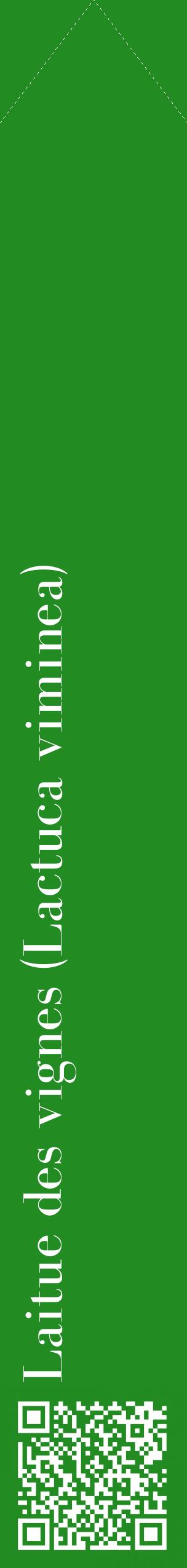 Étiquette de : Lactuca viminea - format c - style blanche10_simplebod avec qrcode et comestibilité