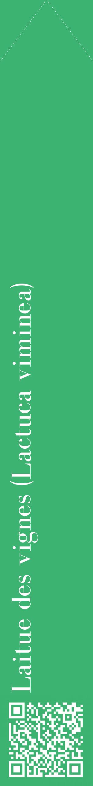 Étiquette de : Lactuca viminea - format c - style blanche12_simplebod avec qrcode et comestibilité