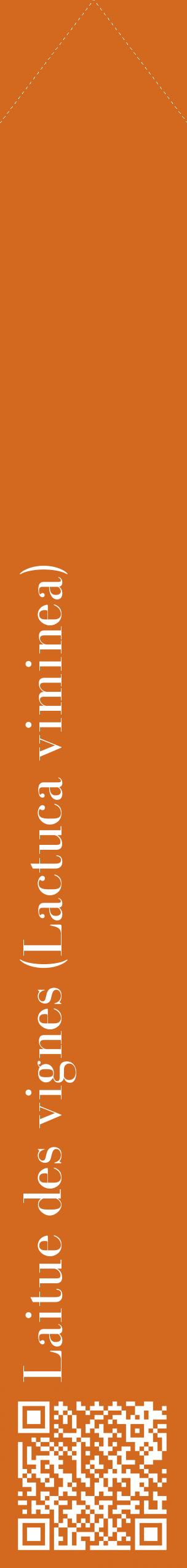 Étiquette de : Lactuca viminea - format c - style blanche31_simplebod avec qrcode et comestibilité