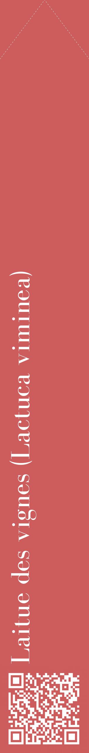Étiquette de : Lactuca viminea - format c - style blanche35_simplebod avec qrcode et comestibilité