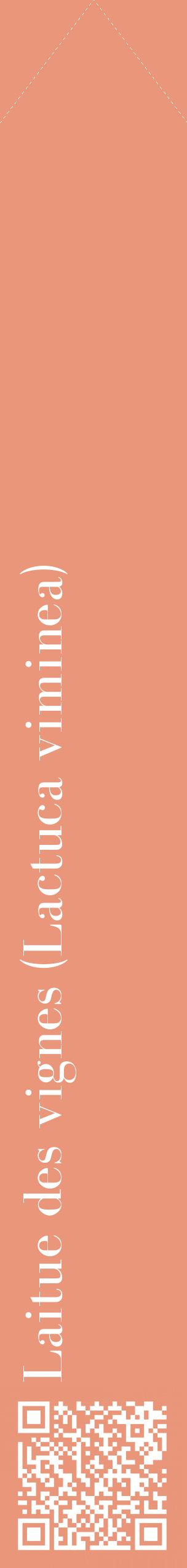 Étiquette de : Lactuca viminea - format c - style blanche37_simplebod avec qrcode et comestibilité