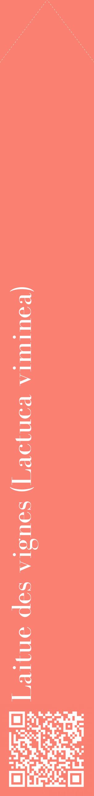 Étiquette de : Lactuca viminea - format c - style blanche38_simplebod avec qrcode et comestibilité