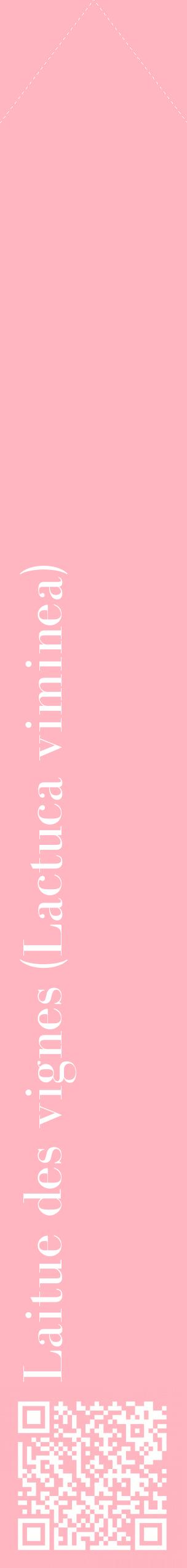 Étiquette de : Lactuca viminea - format c - style blanche41_simplebod avec qrcode et comestibilité