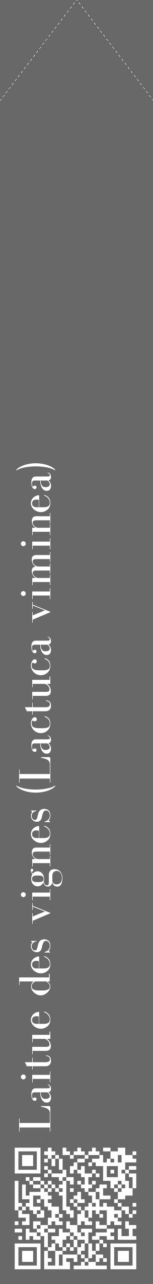 Étiquette de : Lactuca viminea - format c - style blanche43_simple_simplebod avec qrcode et comestibilité - position verticale