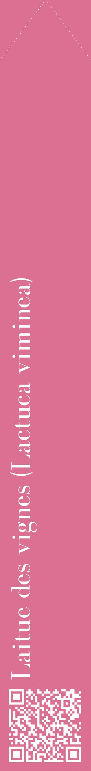 Étiquette de : Lactuca viminea - format c - style blanche44_simplebod avec qrcode et comestibilité