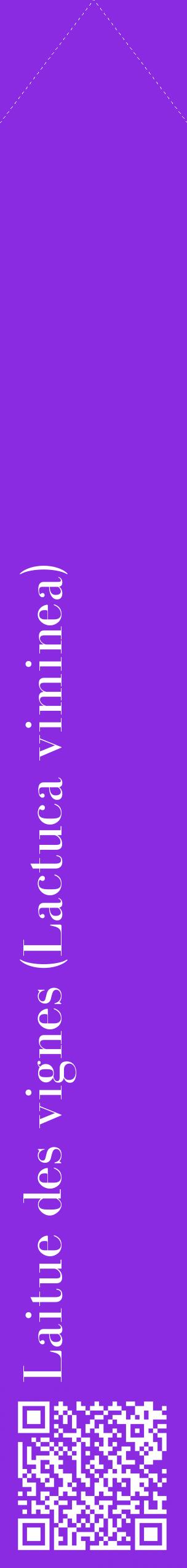 Étiquette de : Lactuca viminea - format c - style blanche49_simplebod avec qrcode et comestibilité