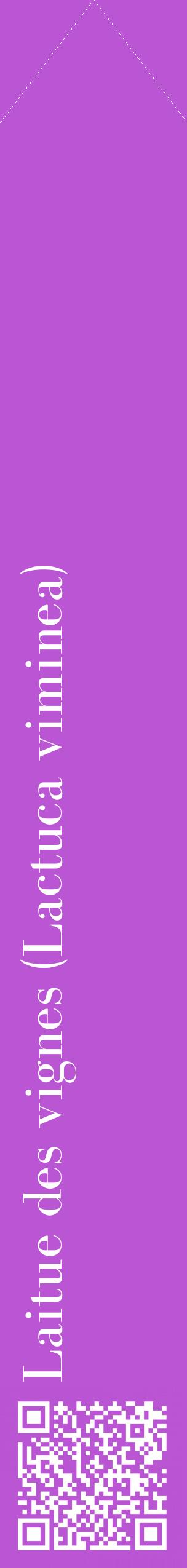 Étiquette de : Lactuca viminea - format c - style blanche50_simplebod avec qrcode et comestibilité