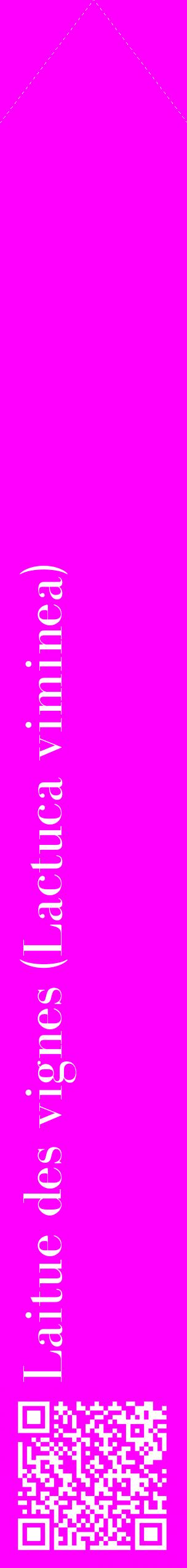 Étiquette de : Lactuca viminea - format c - style blanche51_simplebod avec qrcode et comestibilité