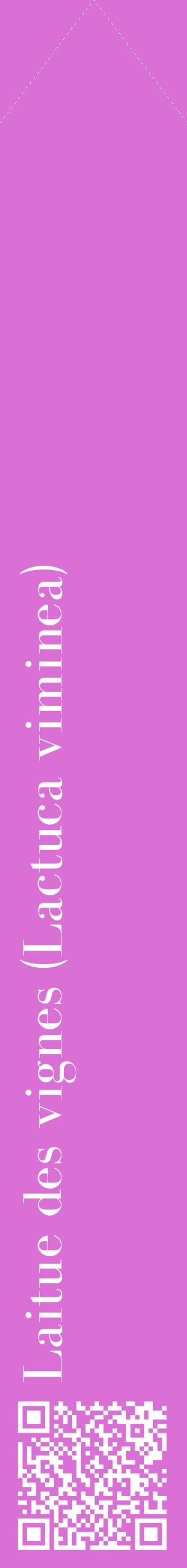 Étiquette de : Lactuca viminea - format c - style blanche52_simplebod avec qrcode et comestibilité