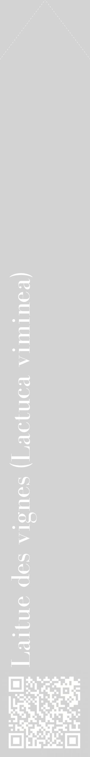 Étiquette de : Lactuca viminea - format c - style blanche56_simplebod avec qrcode et comestibilité