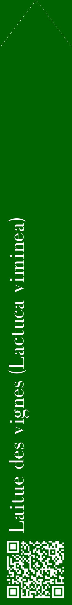 Étiquette de : Lactuca viminea - format c - style blanche8_simplebod avec qrcode et comestibilité