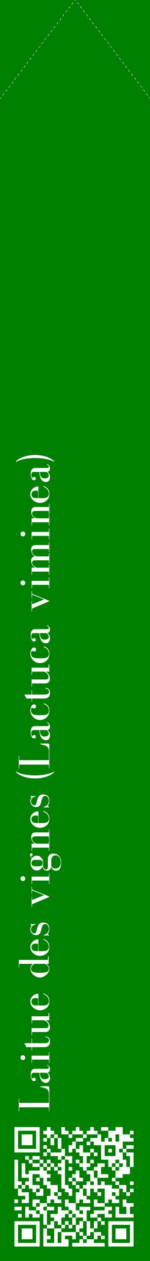 Étiquette de : Lactuca viminea - format c - style blanche9_simplebod avec qrcode et comestibilité