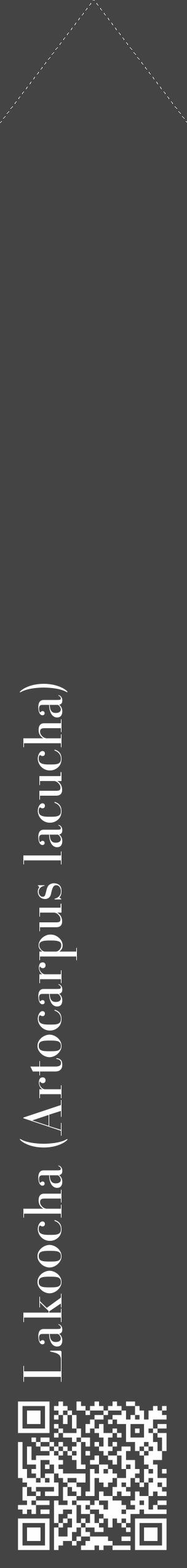 Étiquette de : Artocarpus lacucha - format c - style blanche48_simple_simplebod avec qrcode et comestibilité - position verticale