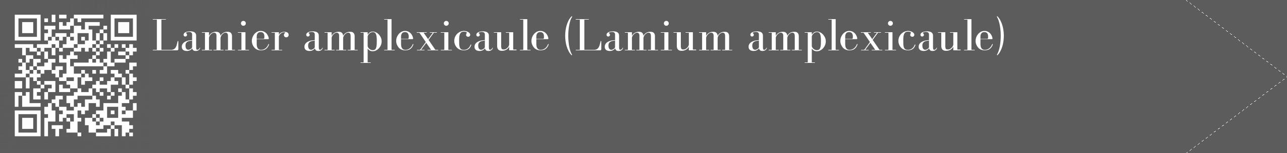 Étiquette de : Lamium amplexicaule - format c - style blanche49_simple_simplebod avec qrcode et comestibilité