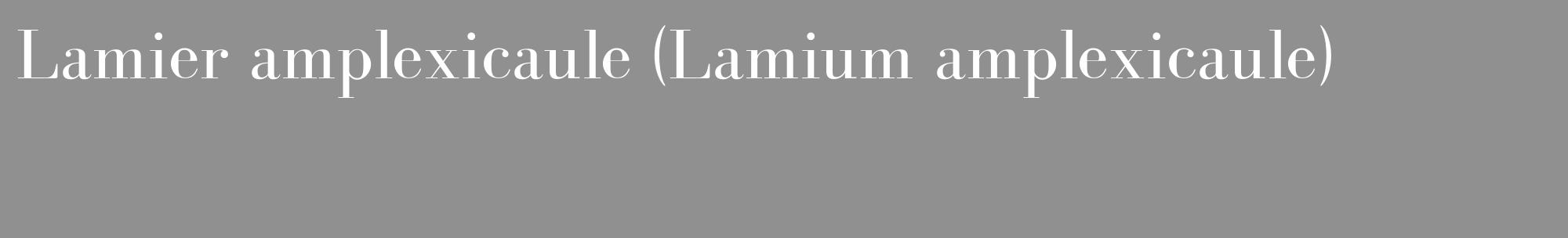 Étiquette de : Lamium amplexicaule - format c - style blanche4_basique_basiquebod avec comestibilité